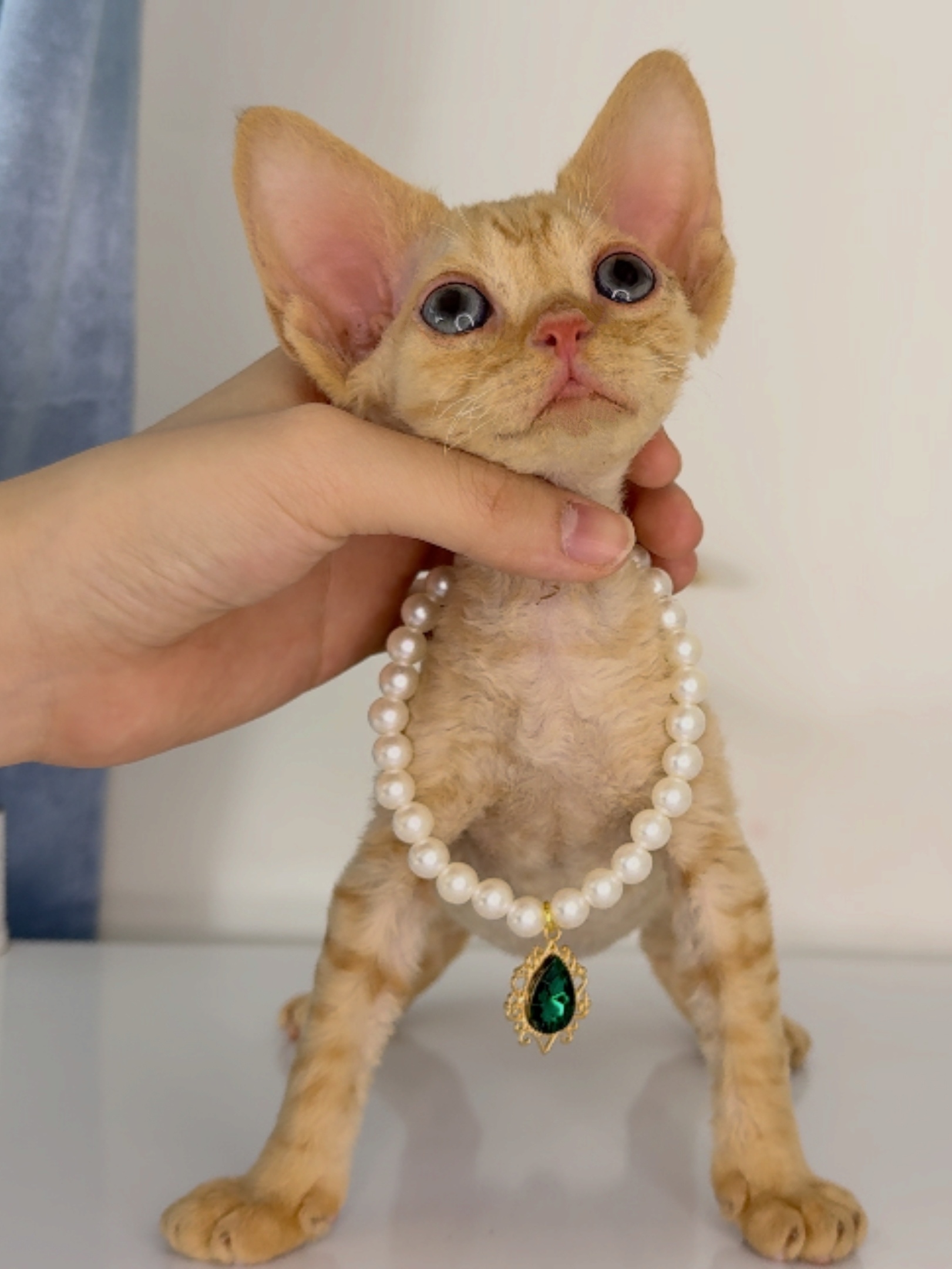 😸德文红虎斑弟弟 耳朵比头大 甜美可爱